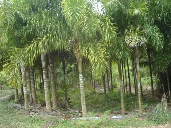 palmeira areca de locuba de 3 metros promoçao relampago - Foto 4