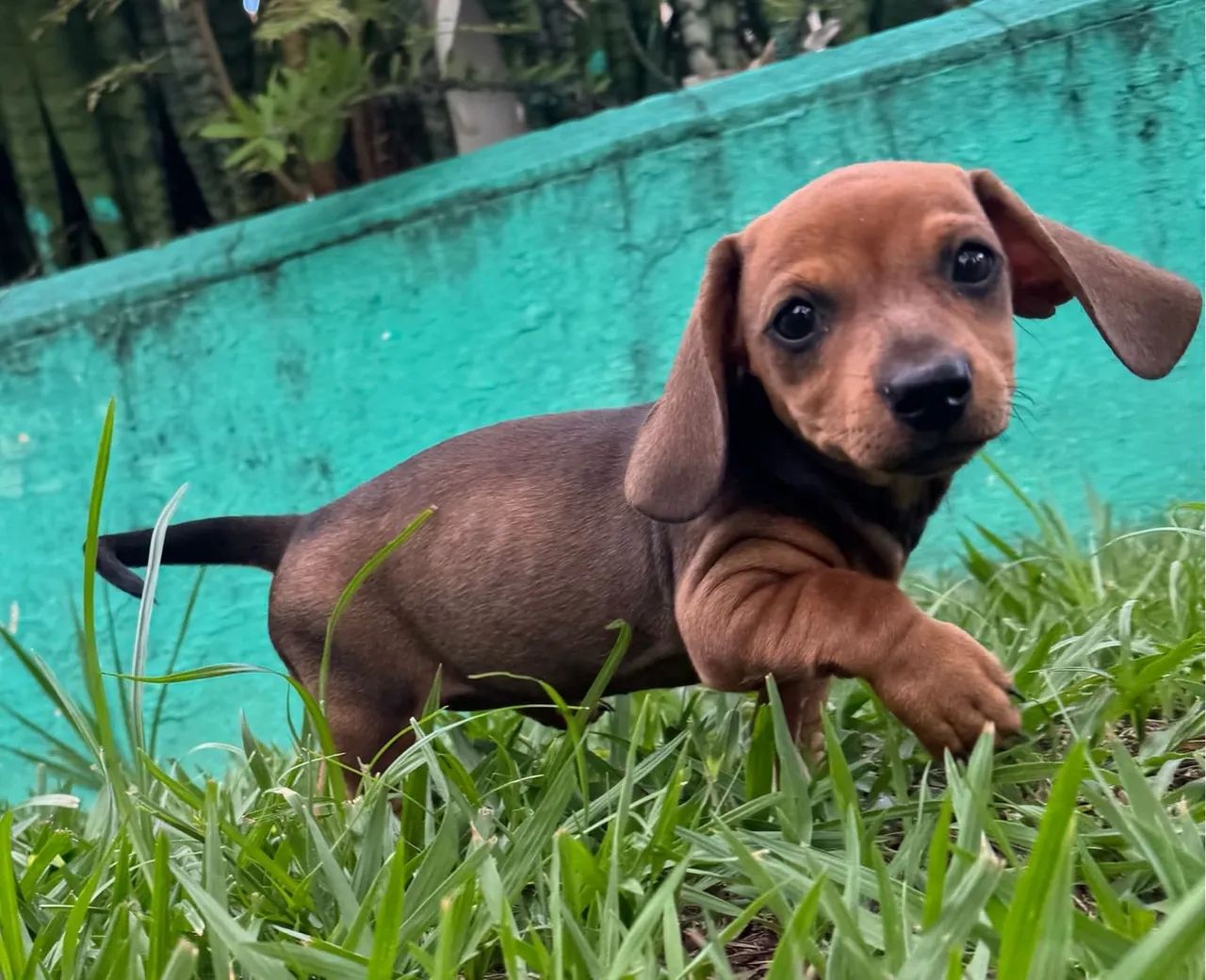 Basset Fêmea  - Foto 2