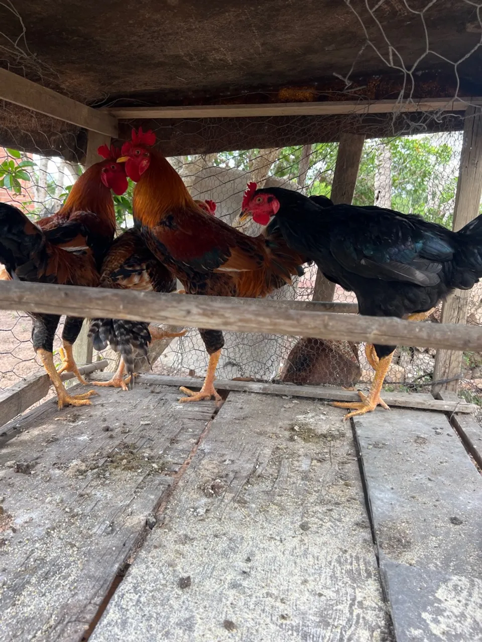 Frangos de quintal para venda. 50 reais cada