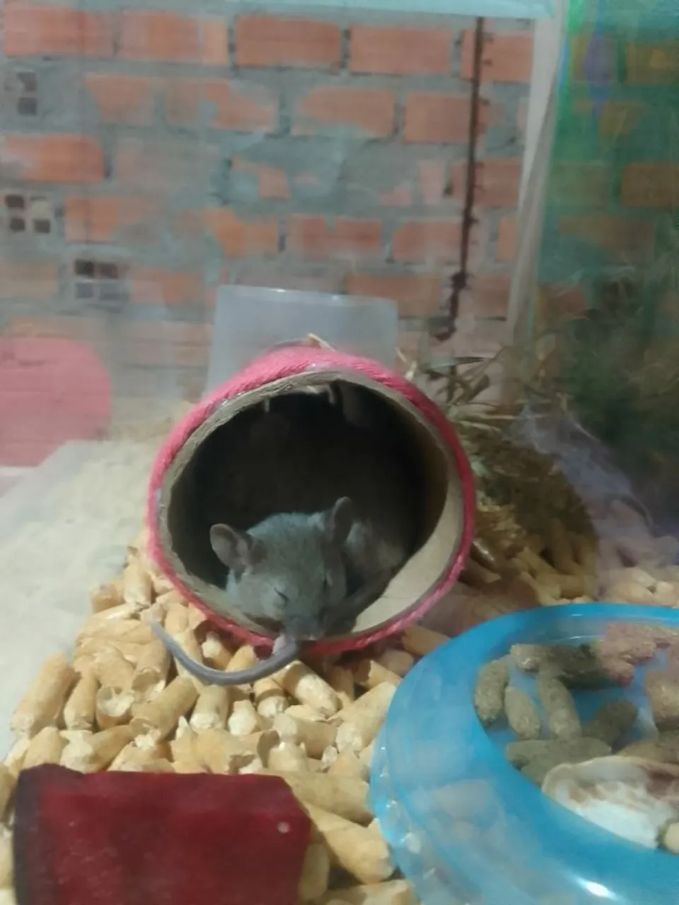 Camundongos machos