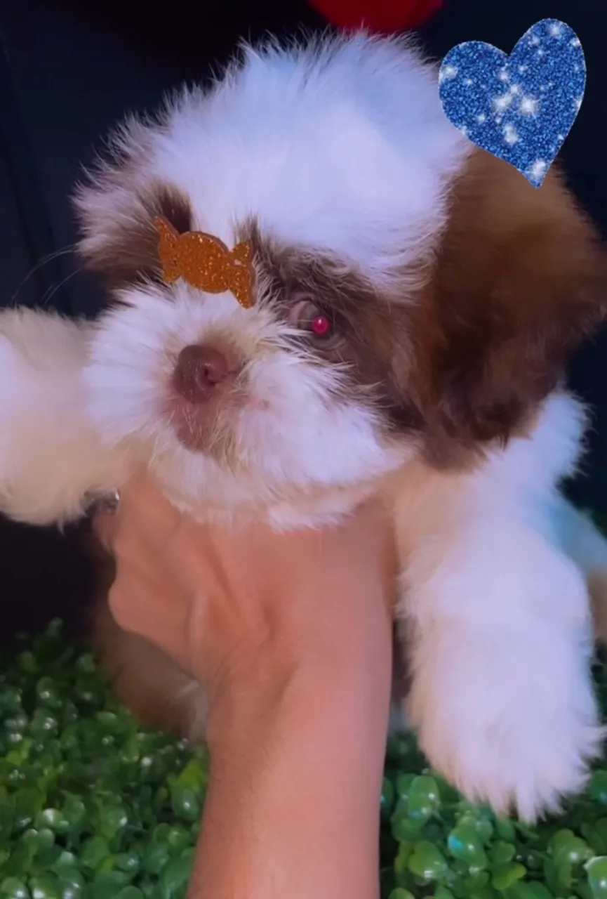 Lindo Shih tzu Macho venda @pets.encantados.ms