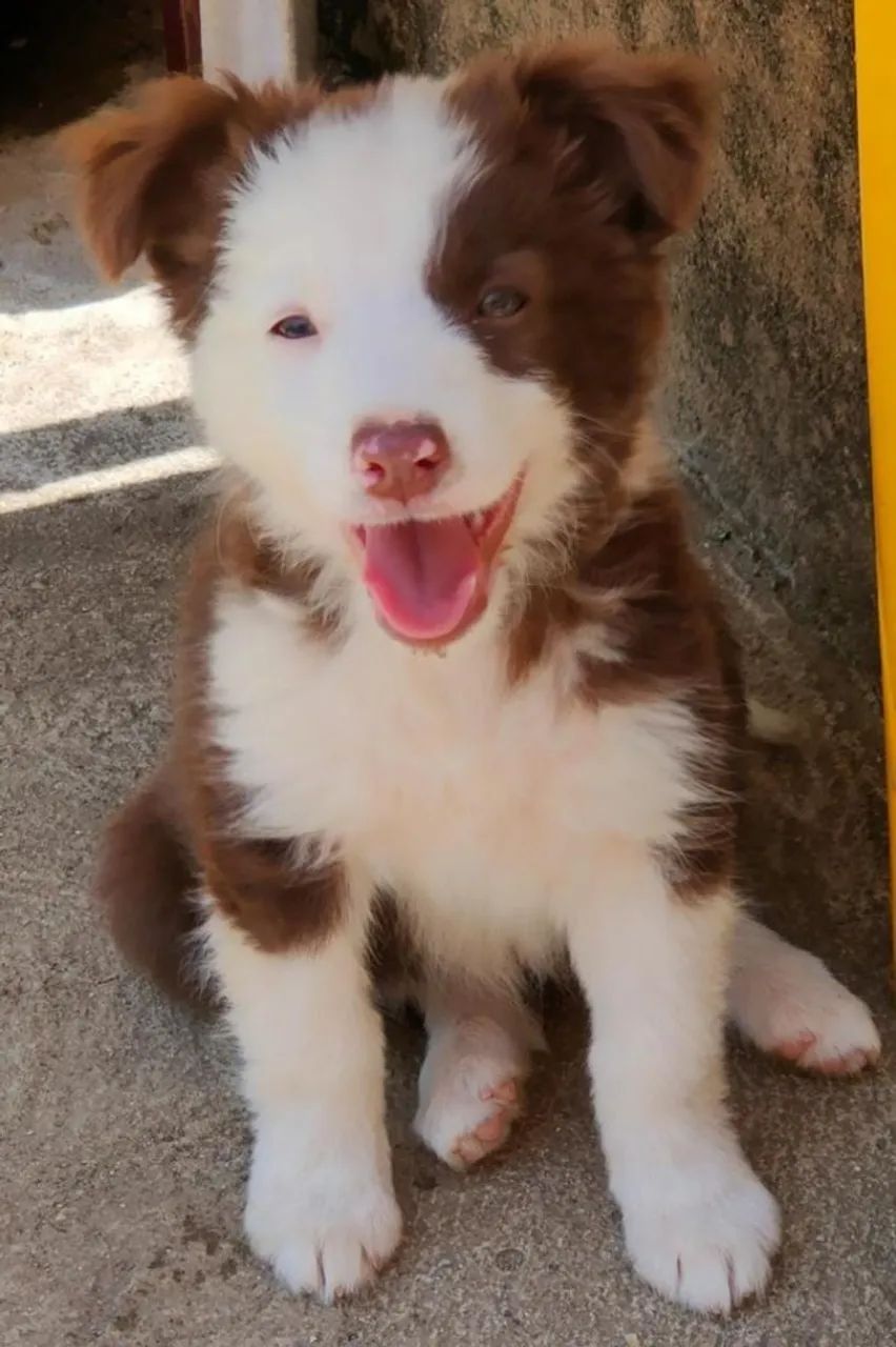 Border collie a raça mais inteligente do mundo, todas as cores disponiveis - Foto 2