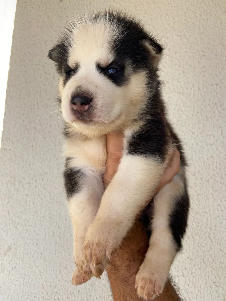 Filhotes fêmea husky siberiano puro - Foto 4
