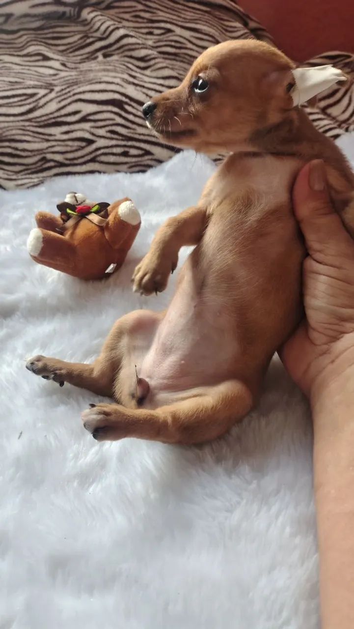 cachorro 