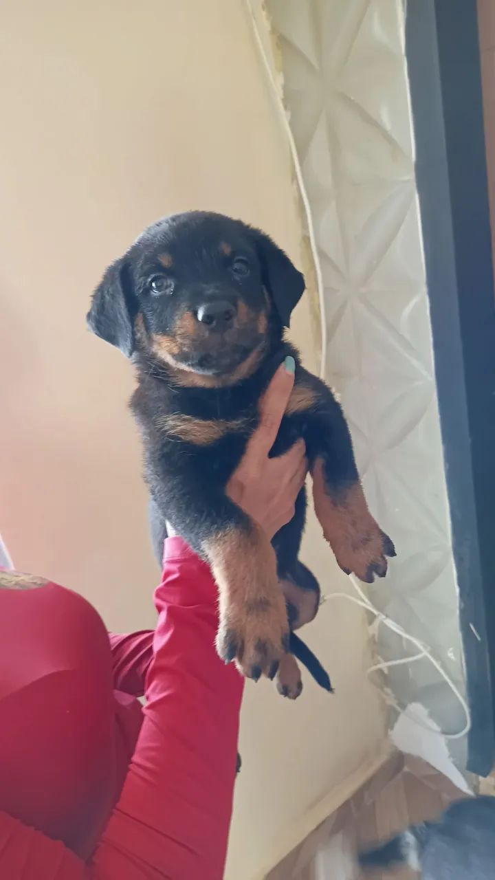 Cachorro  - Foto 2