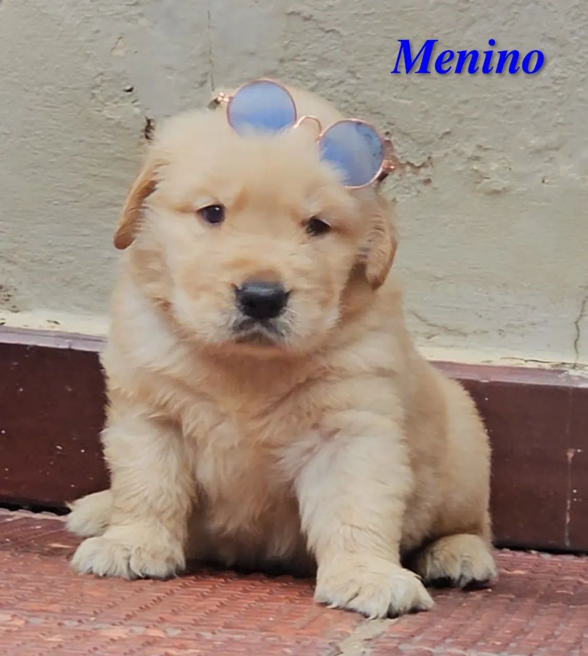 PRONTOS PARA ENTREGA Filhotes de Golden Retriever 
