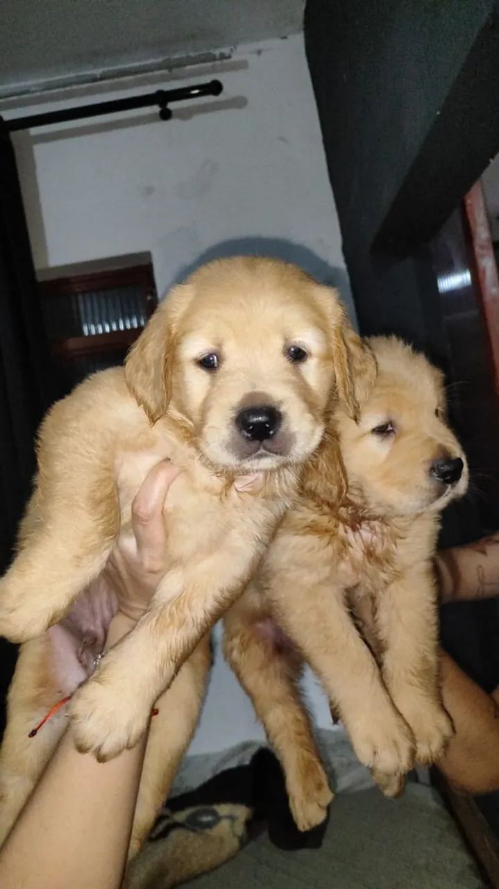 Filhotes de Golden 