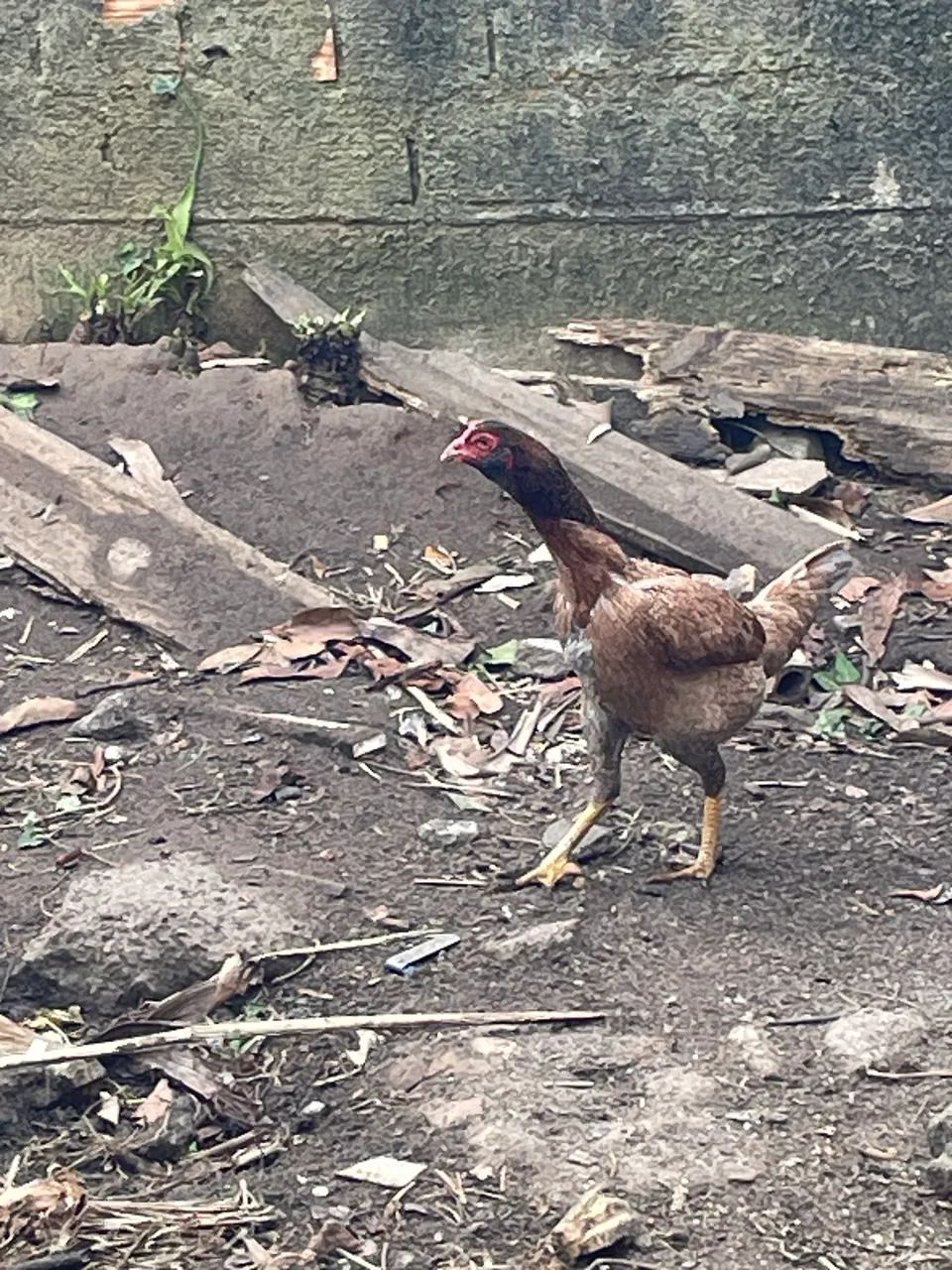 Galinha caipira  - Foto 4