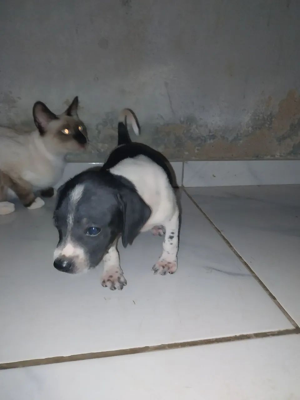 Cachorrinhos para adoção - Foto 3