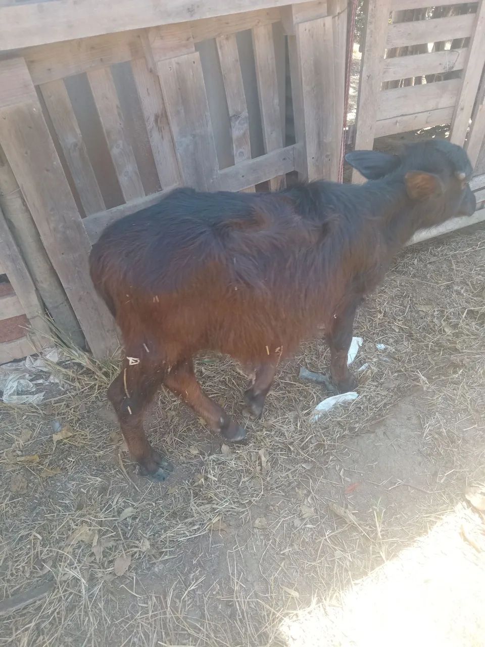 Vendo bezerro búfalo  - Foto 3
