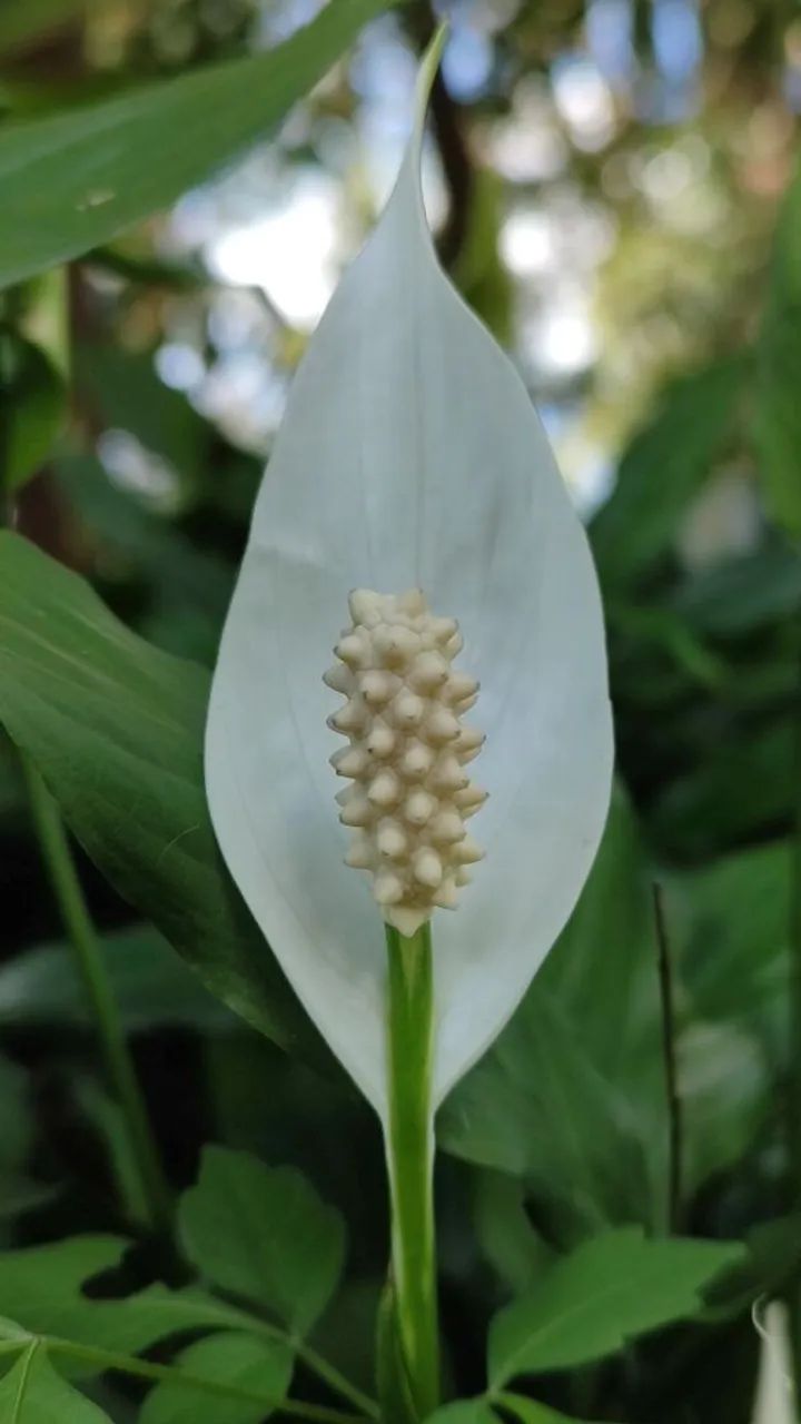 Lírio da paz florando 