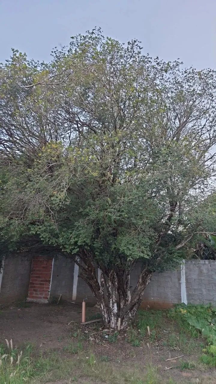 Pé de Jabuticaba com 3 metros 