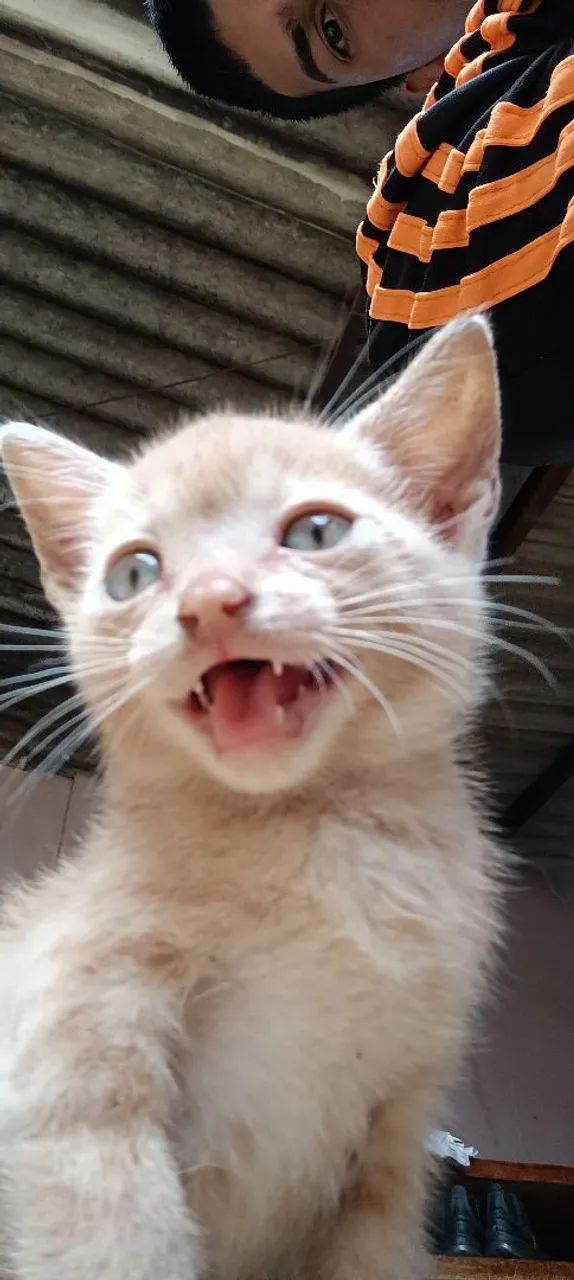 ? DOAÇÃO DE GATINHOS ? - Foto 5