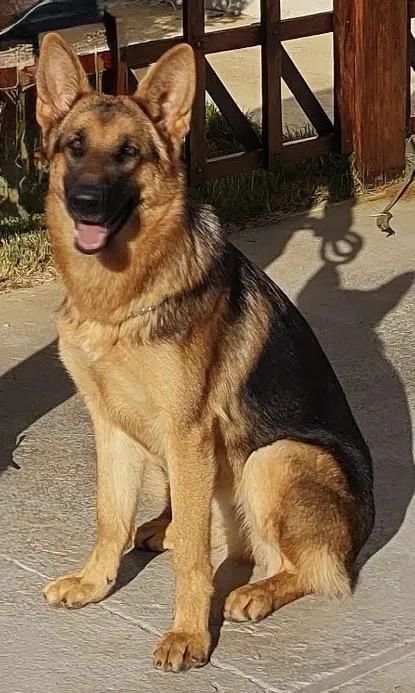 Pastor Alemão Macho 