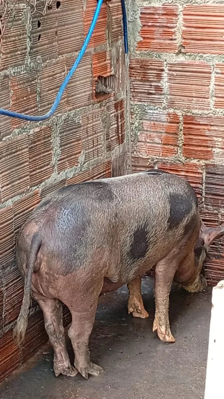 PORCA GRANDE