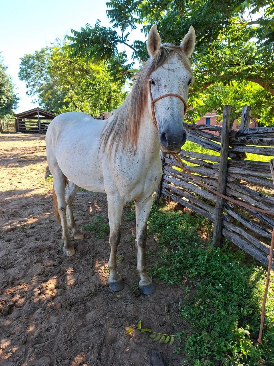Cavalo Manga Larga 
