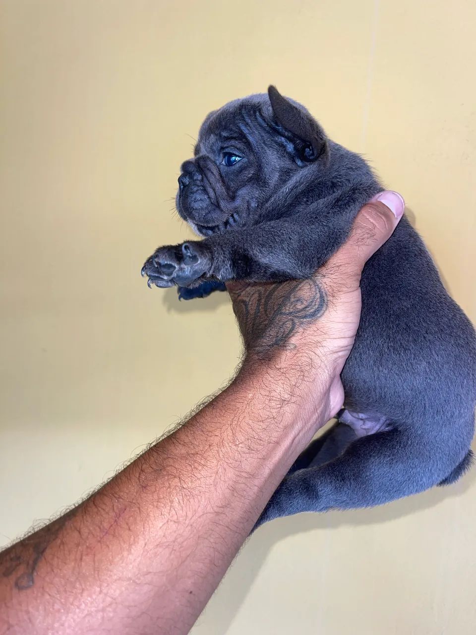 Bulldog francês  - Foto 4