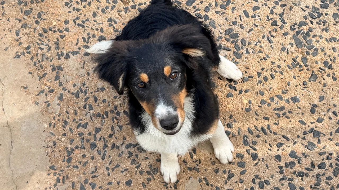 Border collie com 4 meses - Foto 5