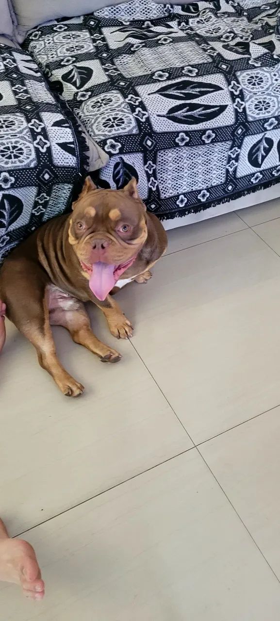 Cachorro  - Foto 5