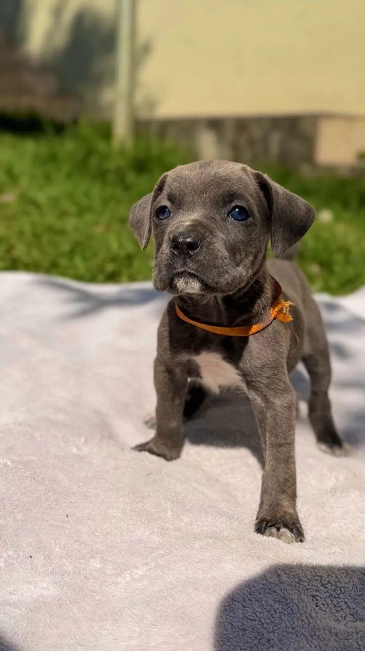 Cane corso fêmea  - Foto 4