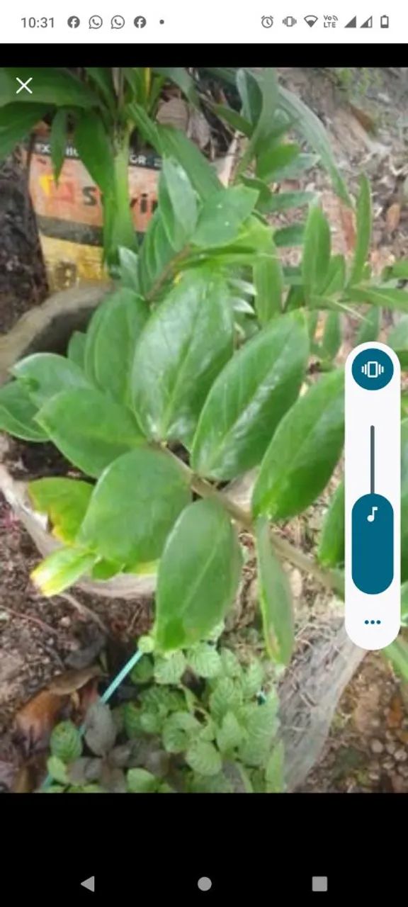 Plantas  - Foto 4