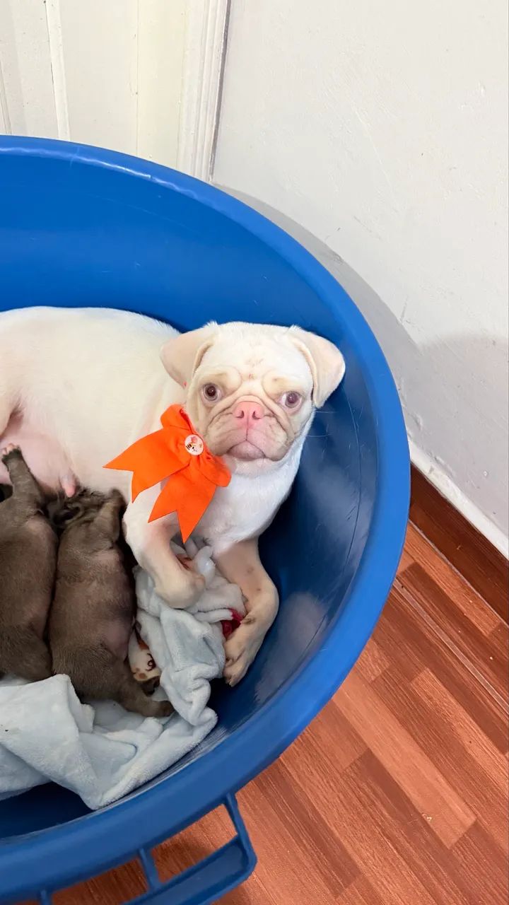 Pug macho  - Foto 5