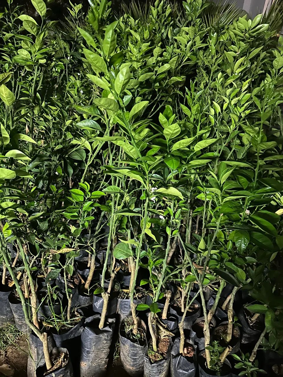Mudas de Laranja  - Foto 2