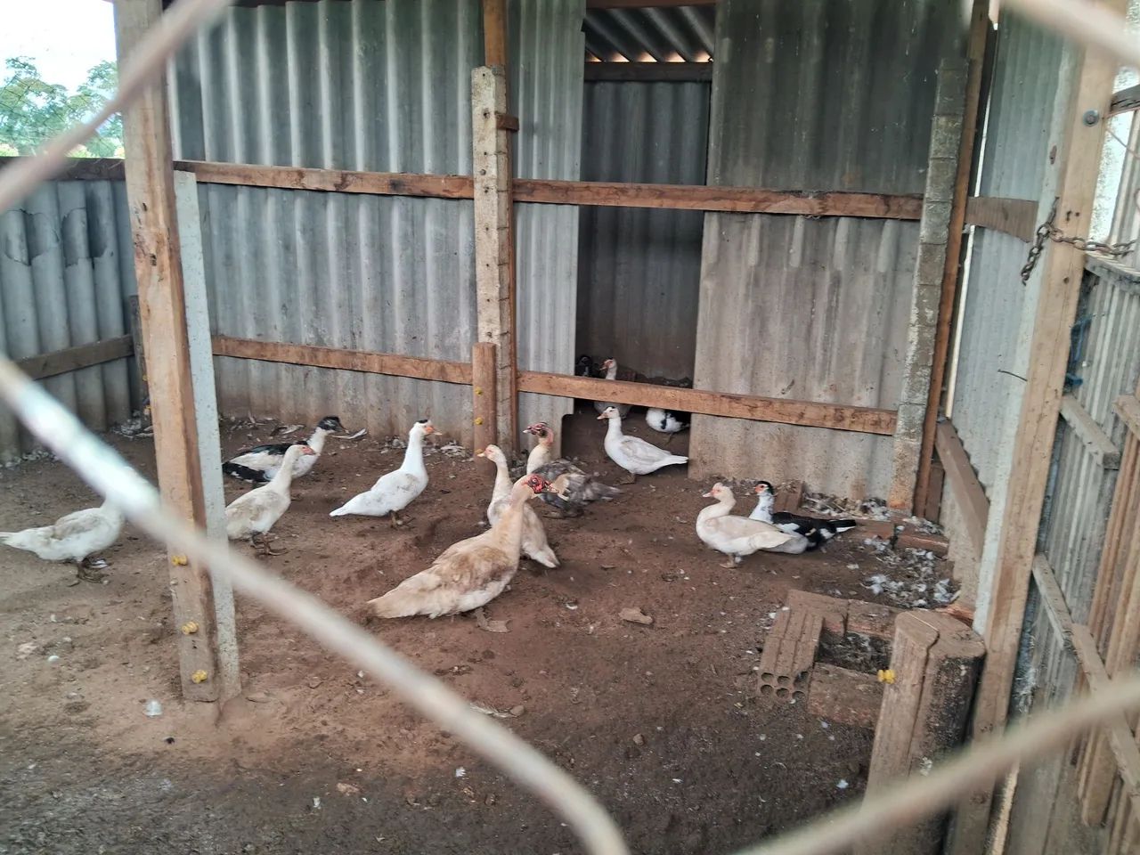 Patas femeas e dois macho todos novos - Foto 6