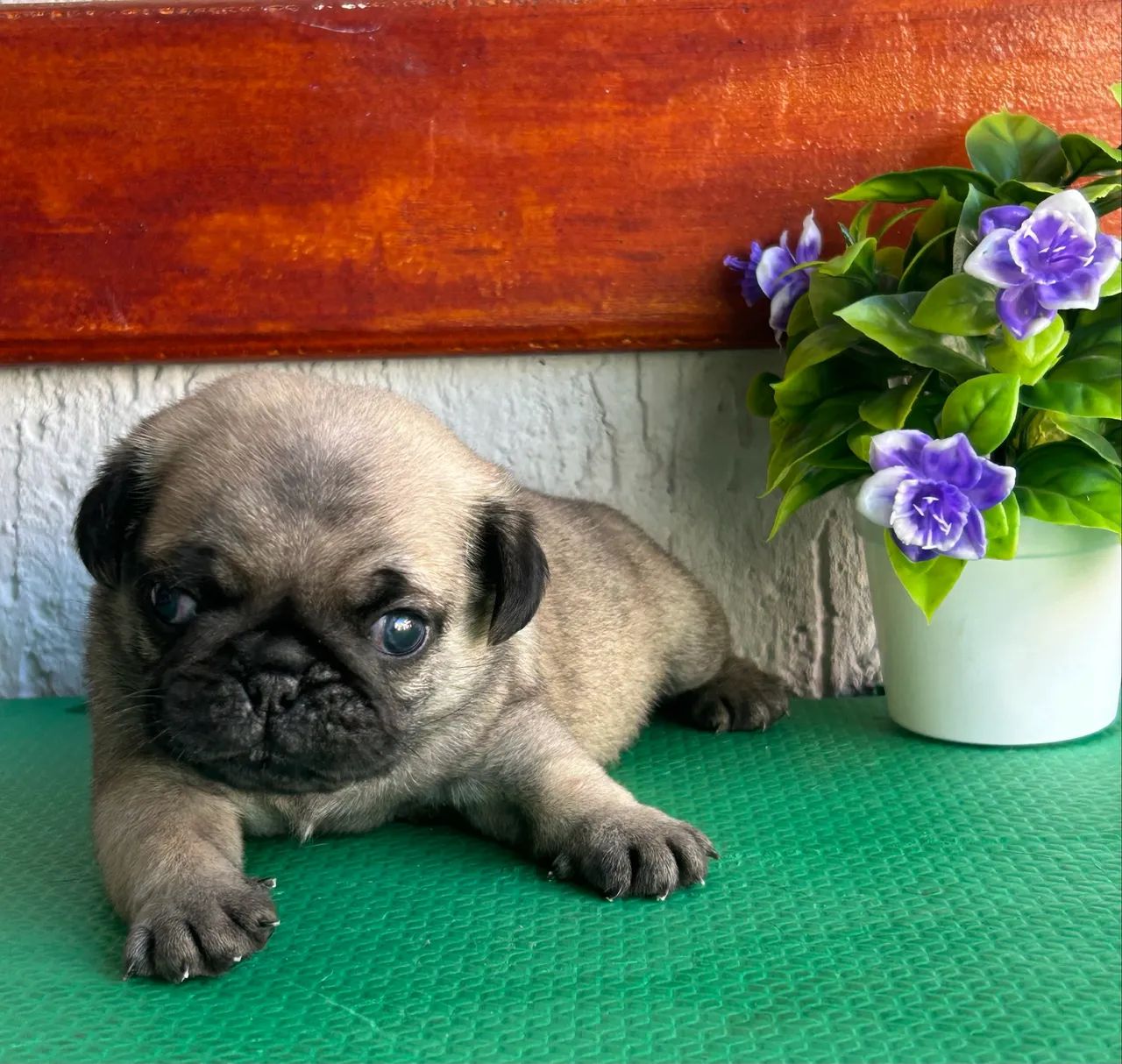 Pug macho com pedigree - Foto 4