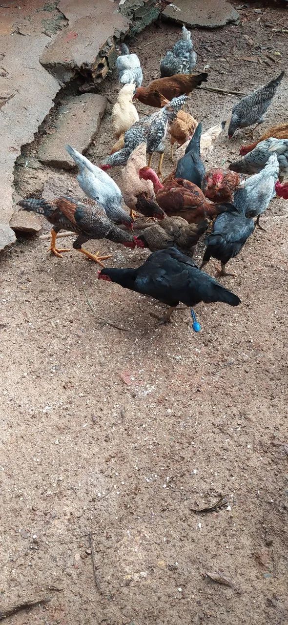 Frangos e Galo caipira - Foto 6