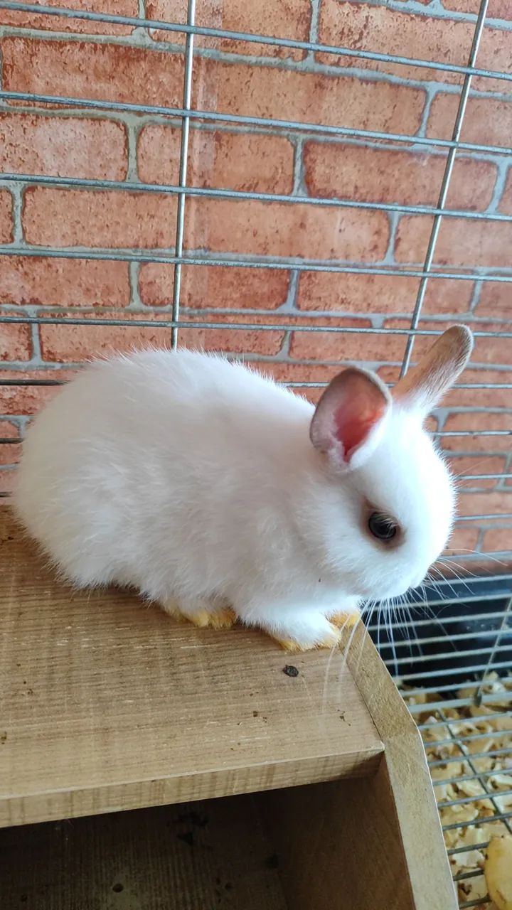 Coelho Netherland dwarf (anão holandês) - Foto 2
