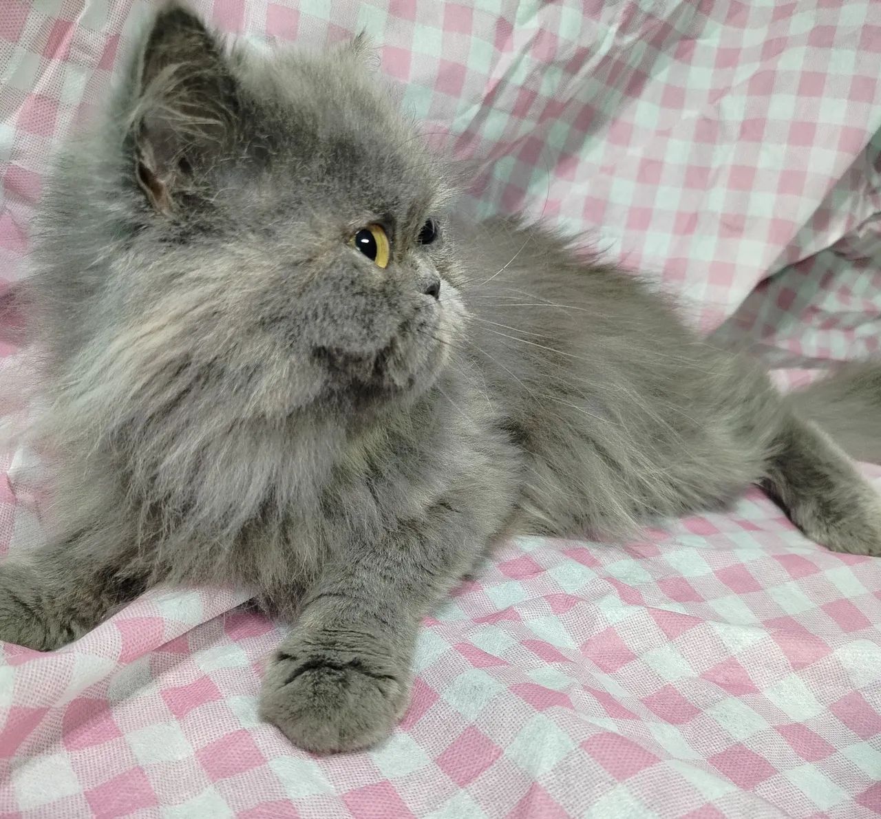 Gata persa - Foto 3