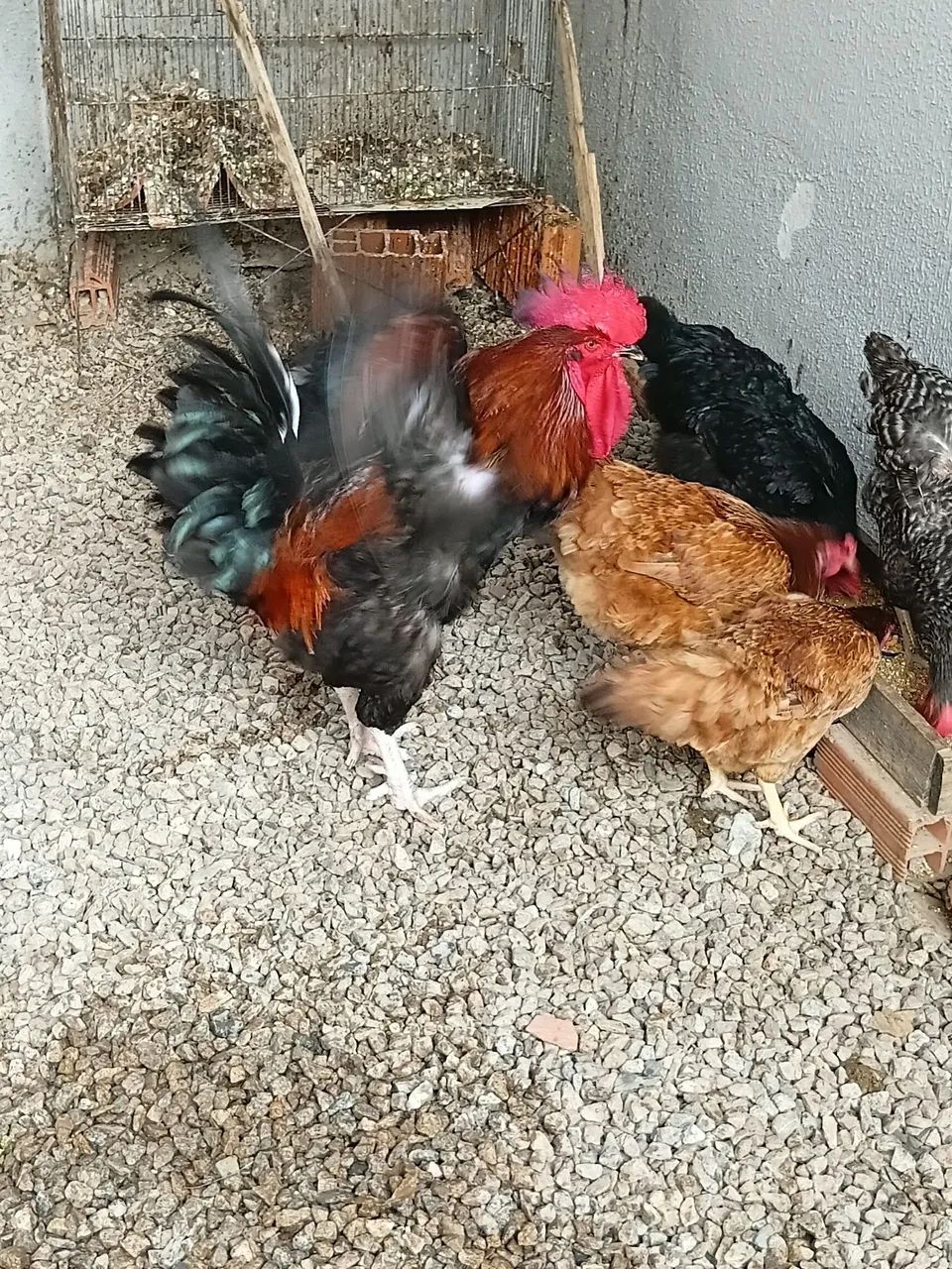 Galinhas  - Foto 5