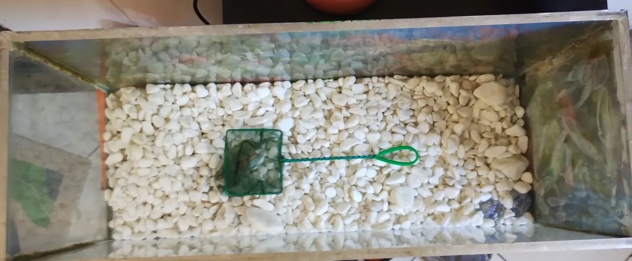 Aquário/terrário  - Foto 5