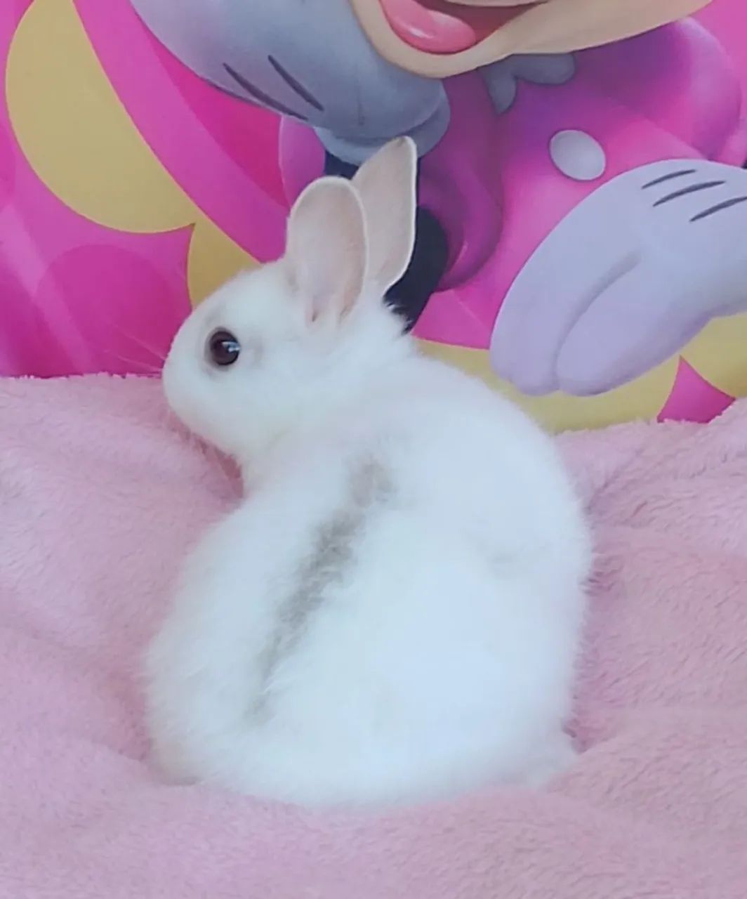 Coelho mini Netherland com 4 meses - Foto 5