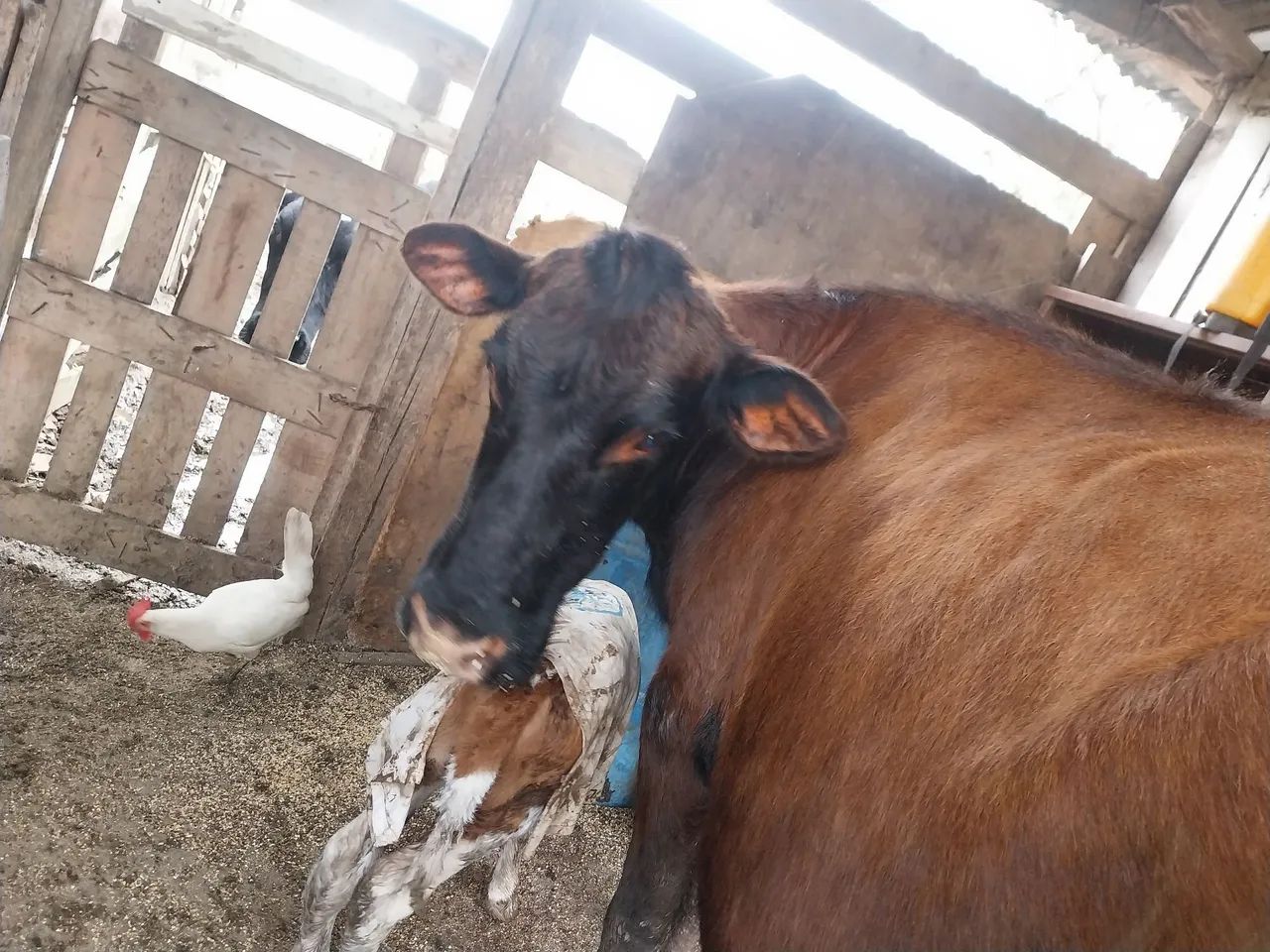 Vaca ?  - Foto 4