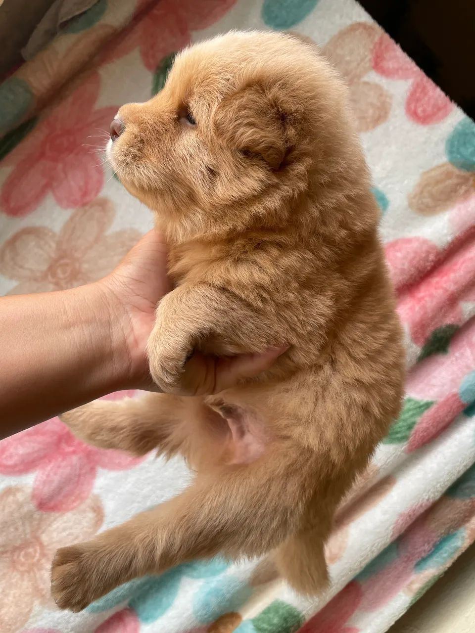 Chowchow - Foto 4