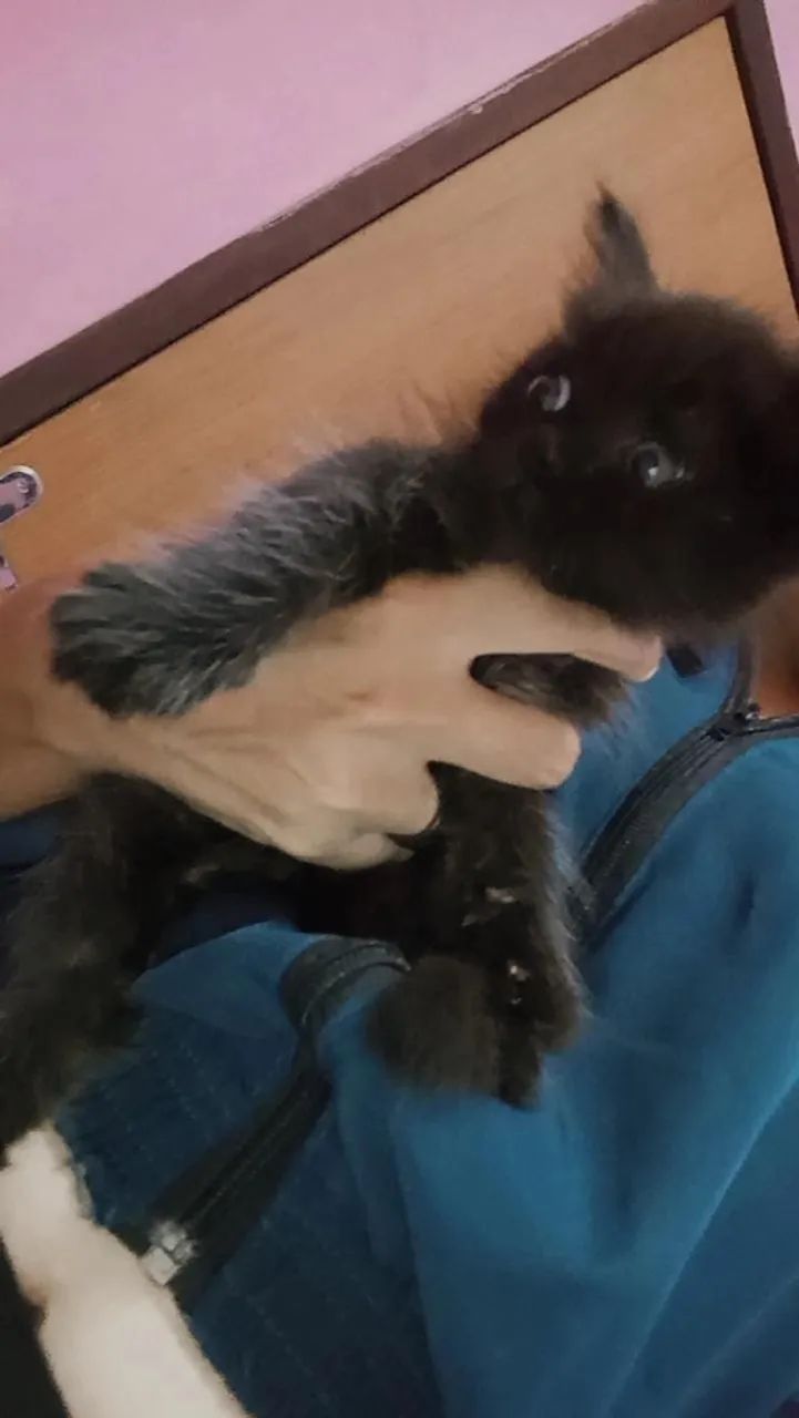 gato persa macho  - Foto 5