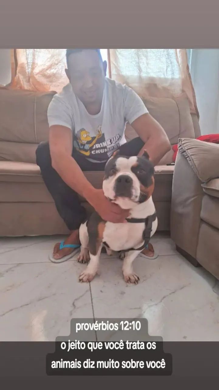 Passeador de cães.  Dog. WhatsApp  11- * 