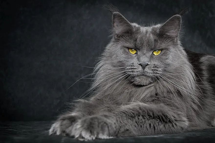 Maine coon 