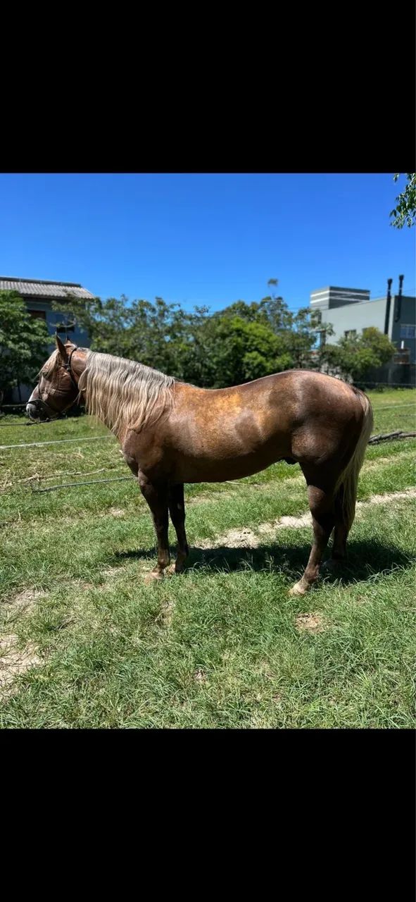 Cavalo Quarto de Milha - Foto 4