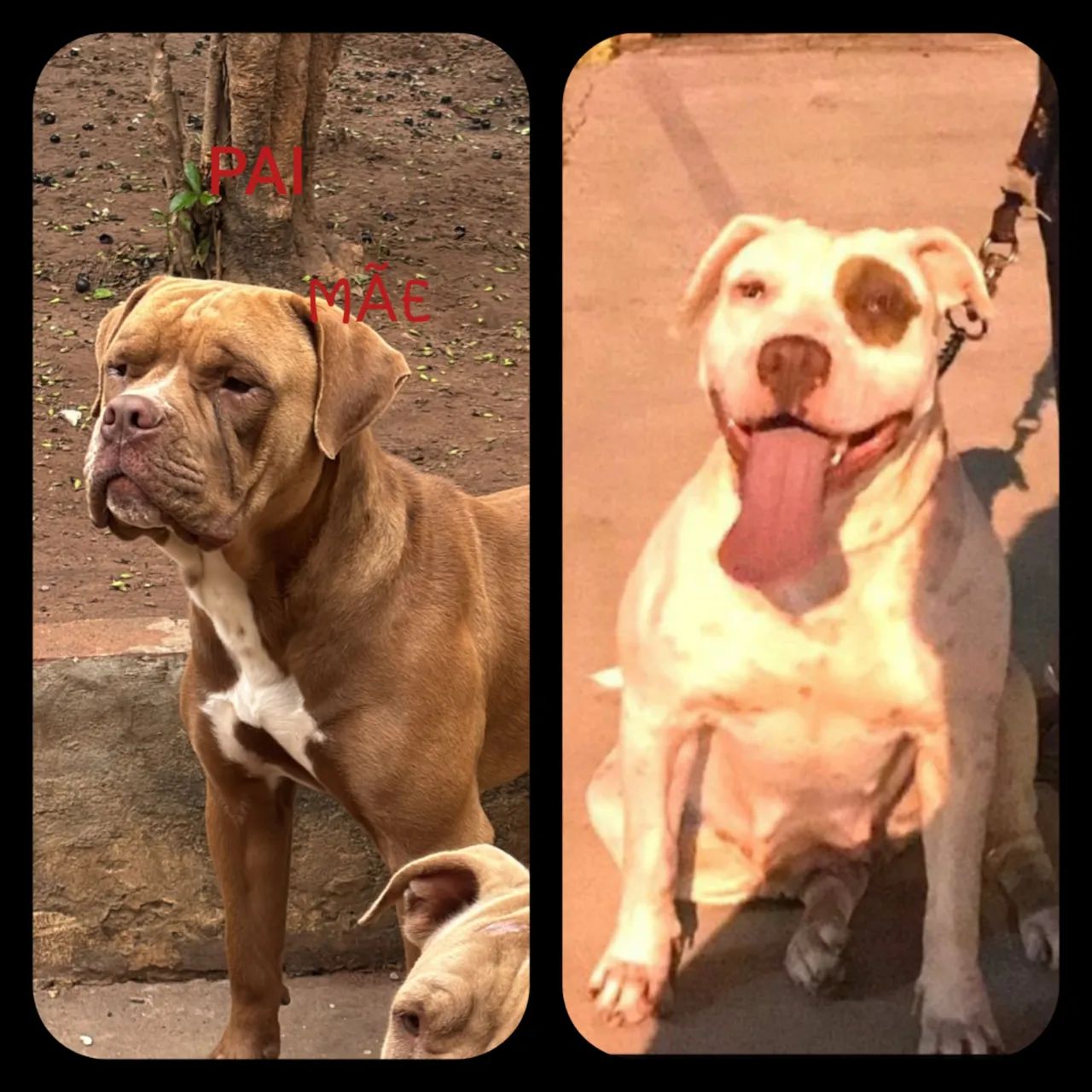 Filhotes de Pitbull disponível  - Foto 4