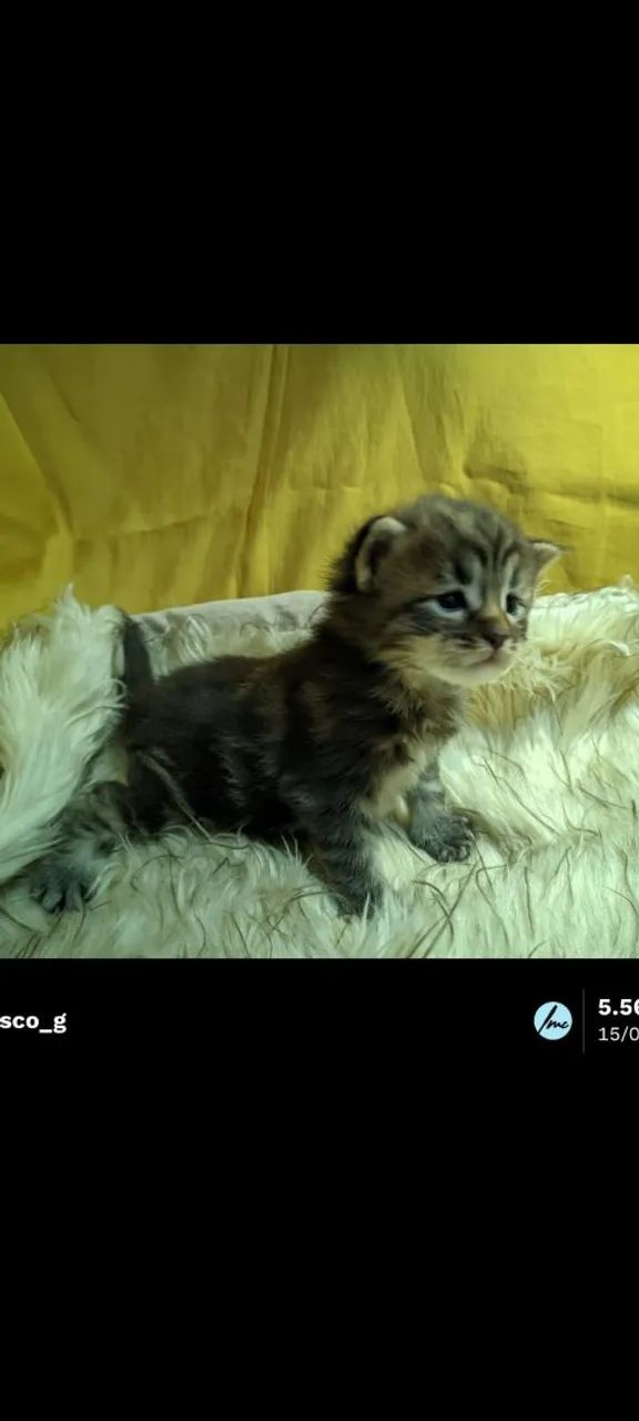 Maine Coon Gato Gigante Filhotes  - Foto 4