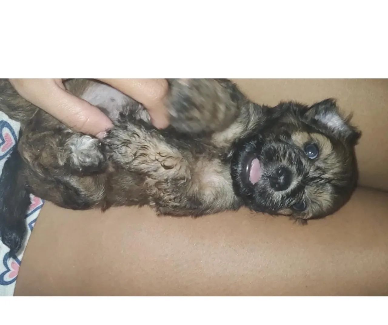Poodle  - Foto 2