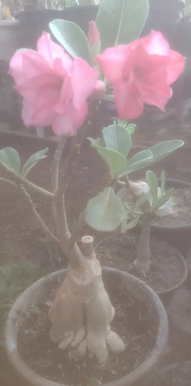 Rosas do deserto - Foto 3