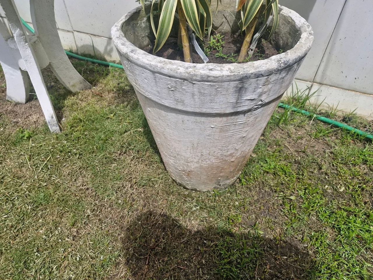 Jaros de plantas - Foto 2