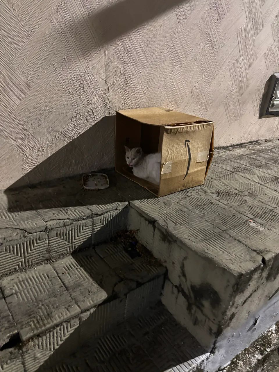 Gato - adoção especial - Foto 5