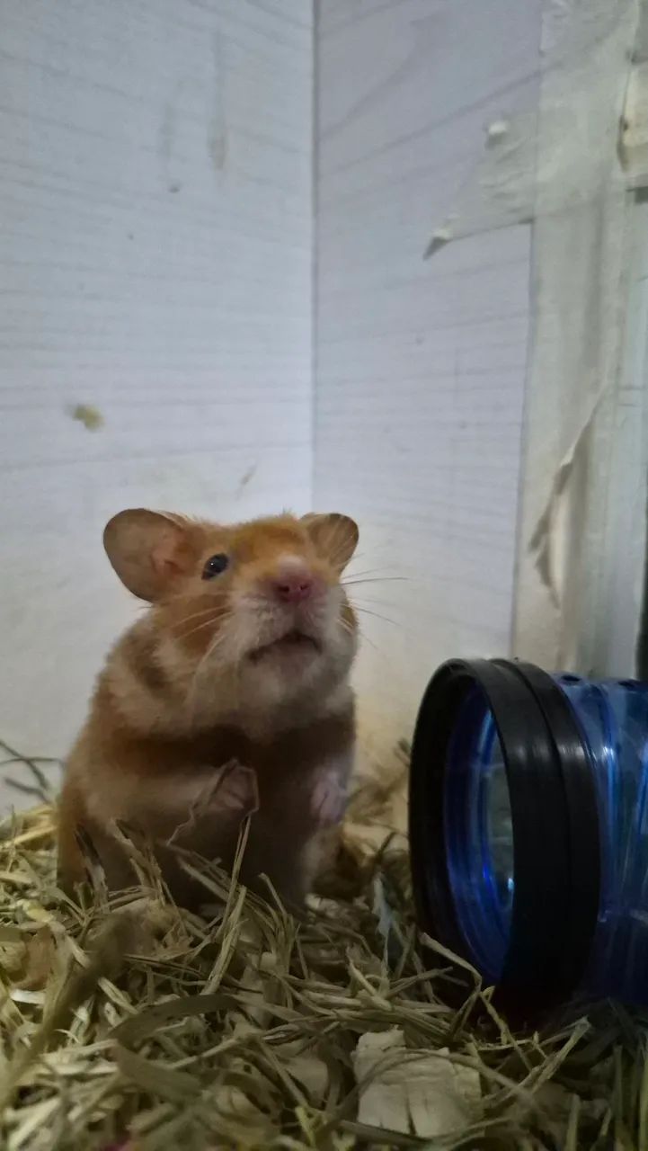 Doação Hamster Sírio  - Foto 4