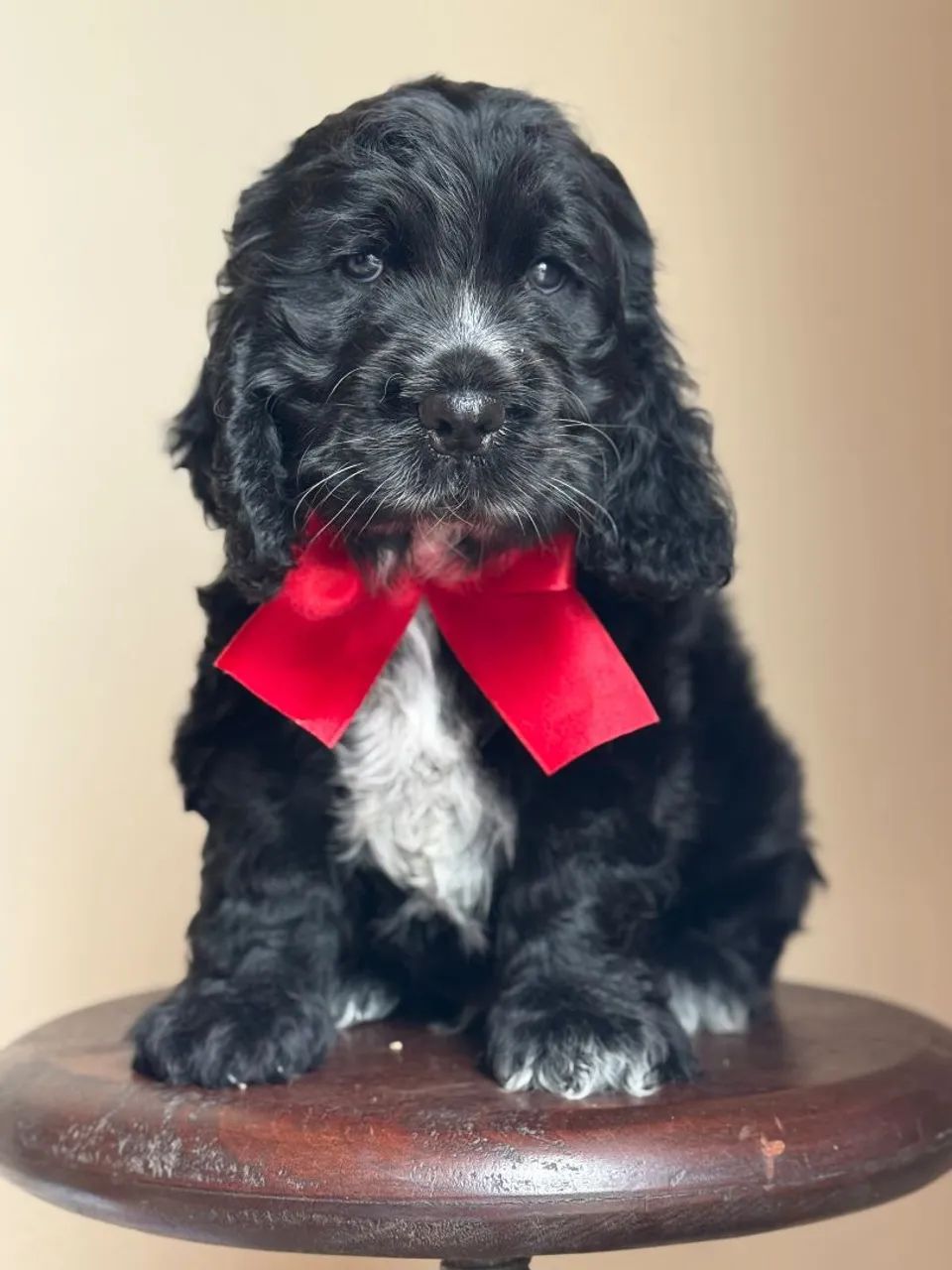 Cocker  - Foto 5