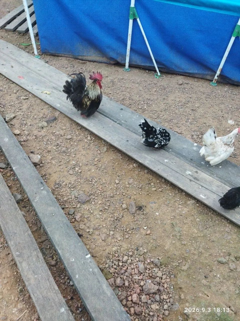 Frango Nagasaki  - Foto 3